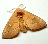 Nadata gibbosa