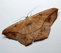 Prochoerodes lineola