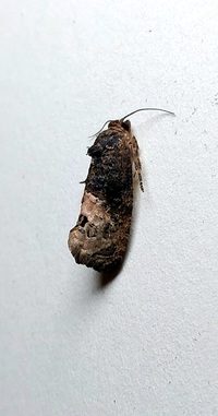 Ecdytolopha insiticiana
