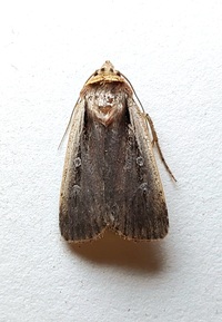 Ochropleura implecta