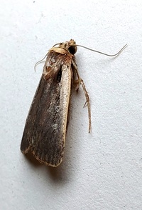 Ochropleura implecta