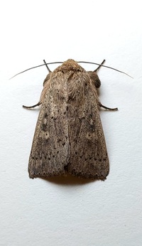 Leucania ursula