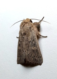 Leucania ursula