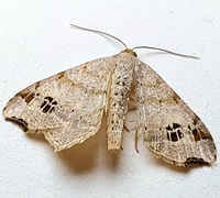 Macaria aemulataria