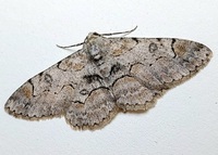Iridopsis larvaria