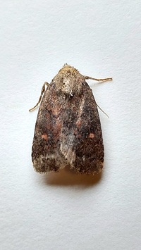 Pseudorthodes vecors