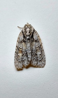 Acronicta ovata