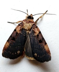 Pseudohermonassa bicarnea