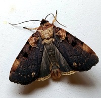 Pseudohermonassa bicarnea