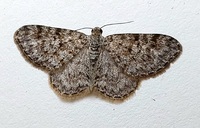 Hydrelia inornata