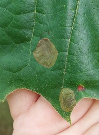 Ectoedemia platanella