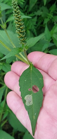 Astrotischeria heliopsisella