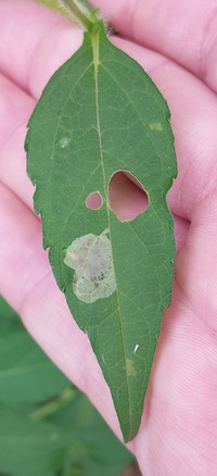 Astrotischeria heliopsisella
