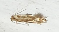 Philonome clemensella