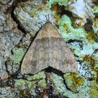 Lascoria ambigualis