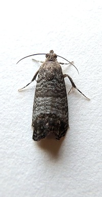 Cydia pomonella