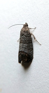 Cydia pomonella