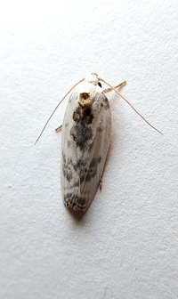 Antaeotricha schlaegeri