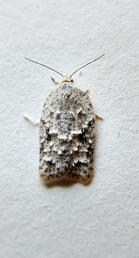 Acleris placidana