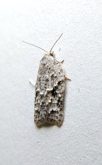 Acleris placidana