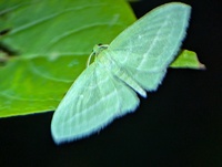 Dyspteris abortivaria
