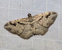 Costaconvexa centrostrigaria