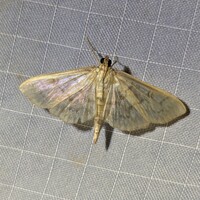 Herpetogramma unidentified species