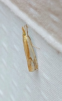 Crambus agitatellus