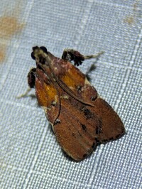 Galasa nigrinodis