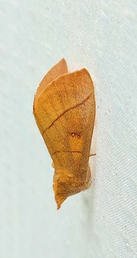 Nadata gibbosa