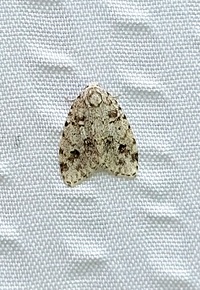 Clemensia albata
