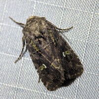 Lacinipolia renigera