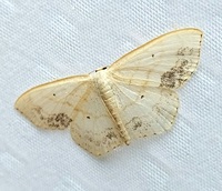Scopula limboundata