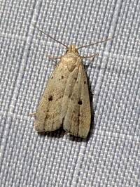 Hypenodes fractilinea