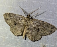 Melanolophia canadaria