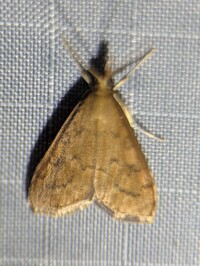 Udea rubigalis