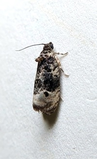 Hedya separatana
