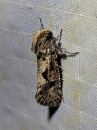 Acrolophus popeanella