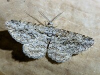 Anavitrinella pampinaria