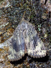 Amphipyra pyramidoides
