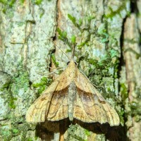 Palthis angulalis