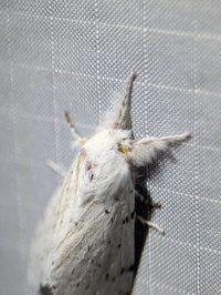 Artace cribrarius