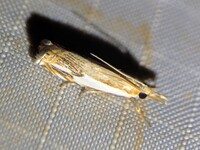 Crambus agitatellus