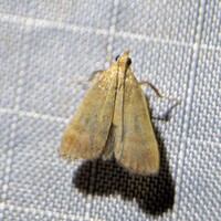 Condylolomia participialis