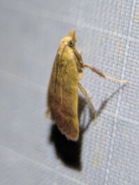 Condylolomia participialis