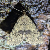 Idia denticulalis