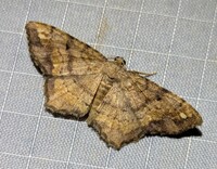 Hypagyrtis unipunctata
