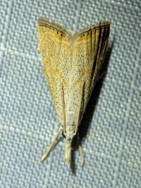 Haimbachia placidellus