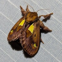 Euclea delphinii