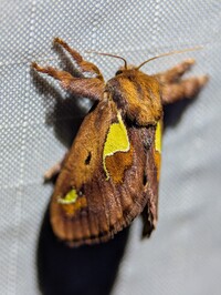 Euclea delphinii
